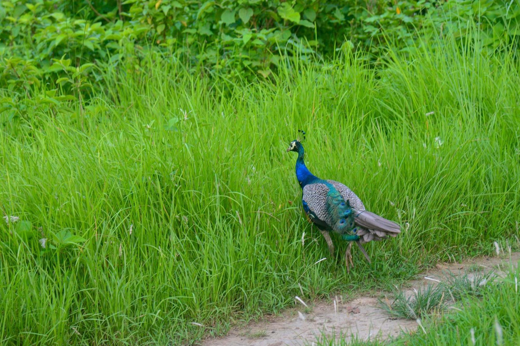 Greenland Safari, Sauraha Buitenkant foto
