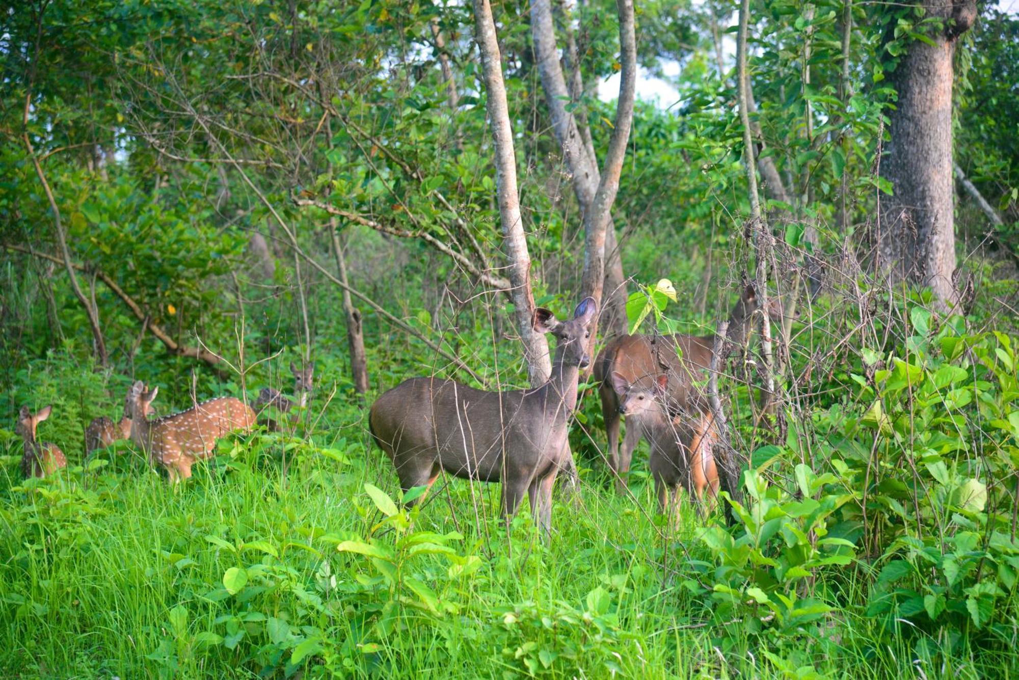 Greenland Safari, Sauraha Buitenkant foto