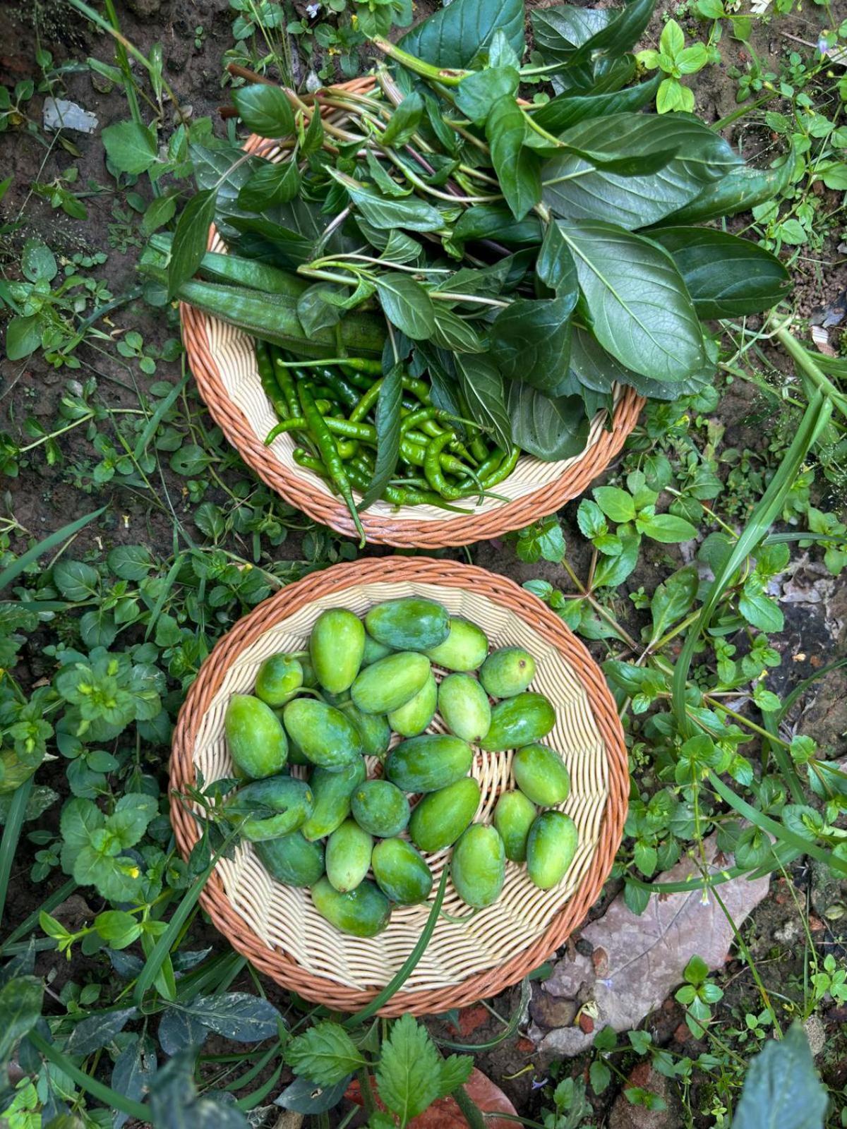 Greenland Safari, Sauraha Buitenkant foto