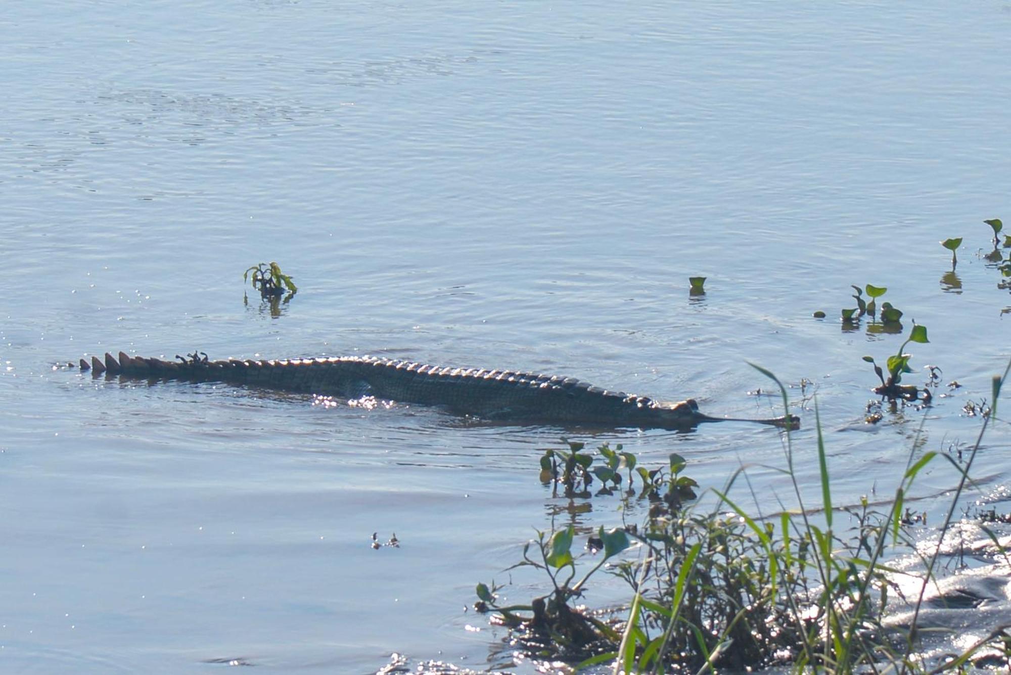 Greenland Safari, Sauraha Buitenkant foto